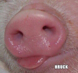 hruck.png