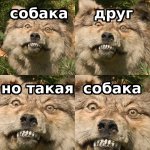 собака.jpg