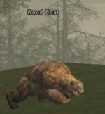 Bear.jpg