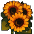 sunflowerki.gif