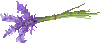 lavenderpix.gif