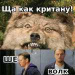 волк критует(1).gif