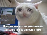 кот (2).jpg