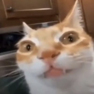BibaNebolshay