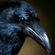 RoyalRaven