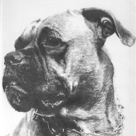BoxerPK