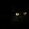 Mr.Cat