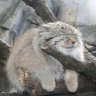 Manul37