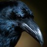 RoyalRaven